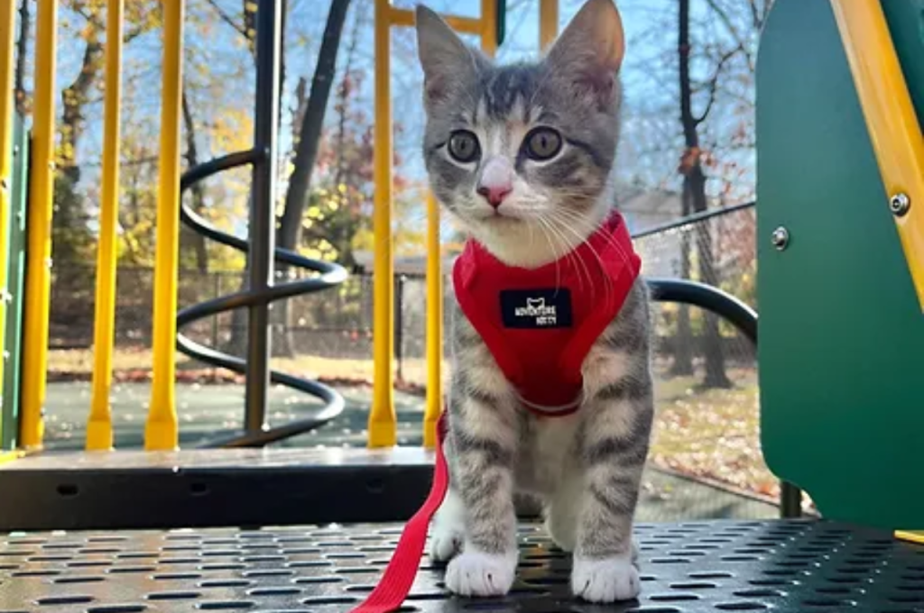 service cat training
