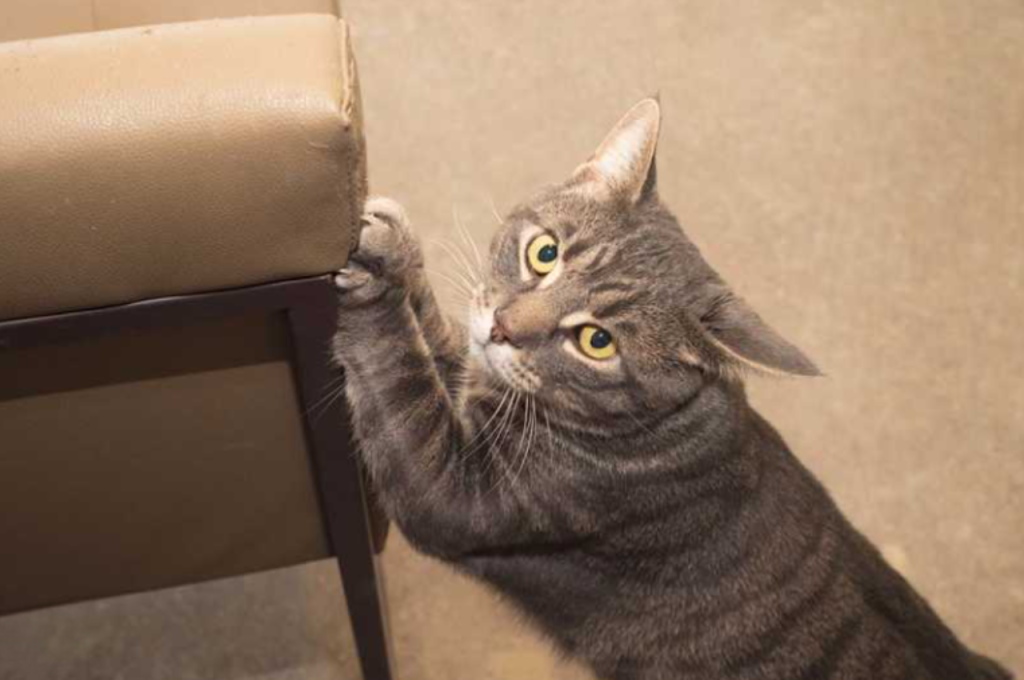 cat training tools