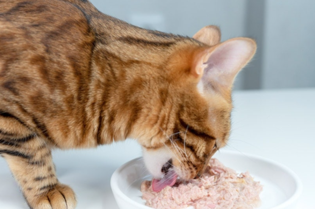 chewy cat food