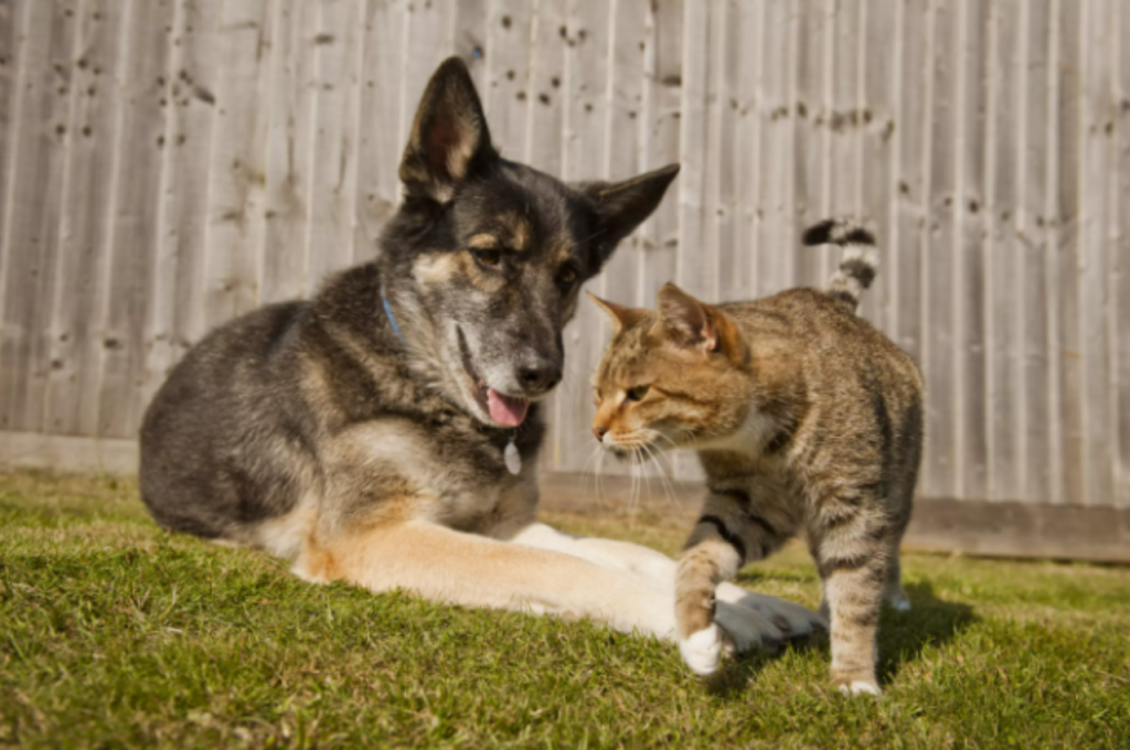 how to introduce a dog to a cat