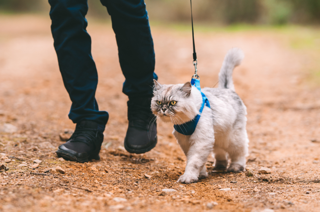 cat harness training