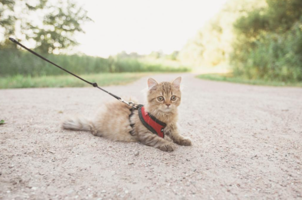 kittens and cats information about training