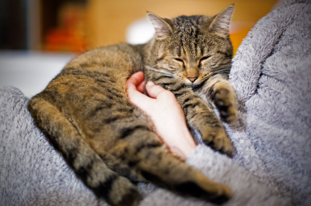 why do cats purr