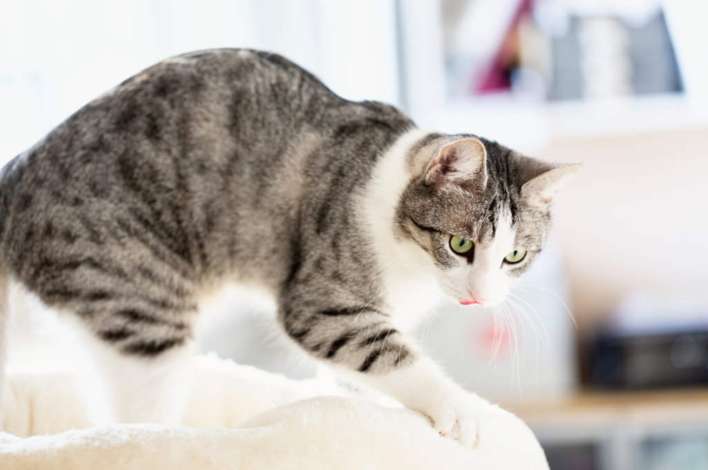why do cats knead