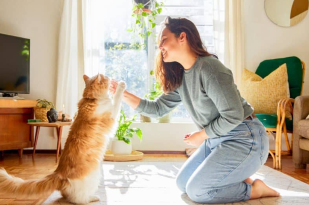 emotional support cat training