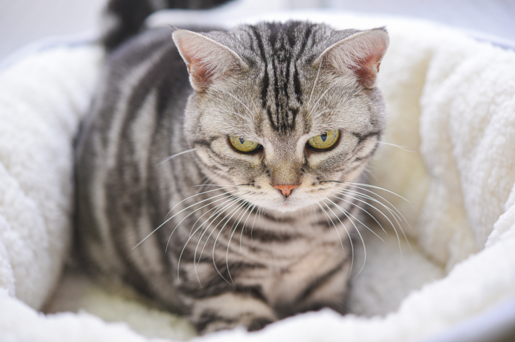 why do cats make biscuits