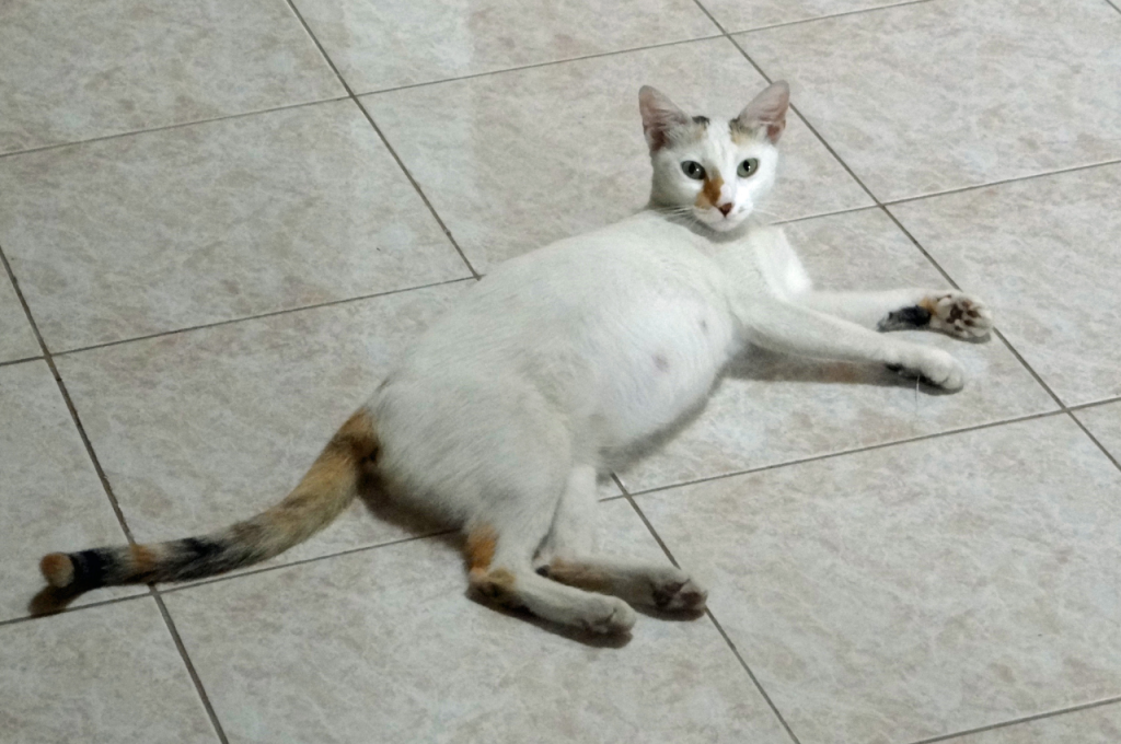 how long are cats pregnant
