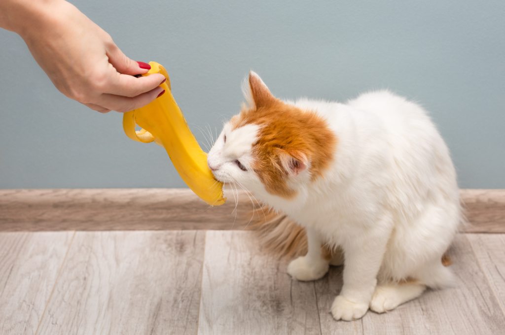 can cats eat bananas