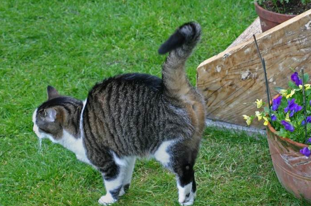 how to stop a cat from spraying