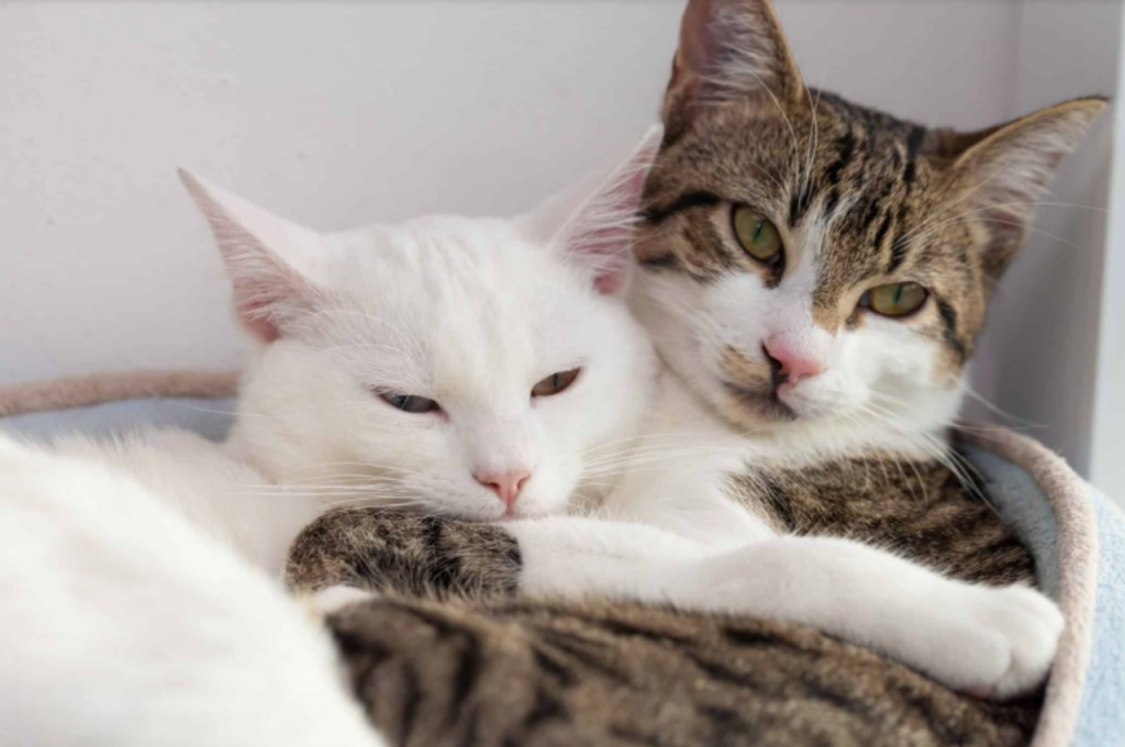 how to calm a cat in heat
