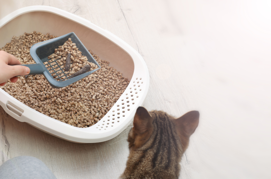 what is the best cat litter