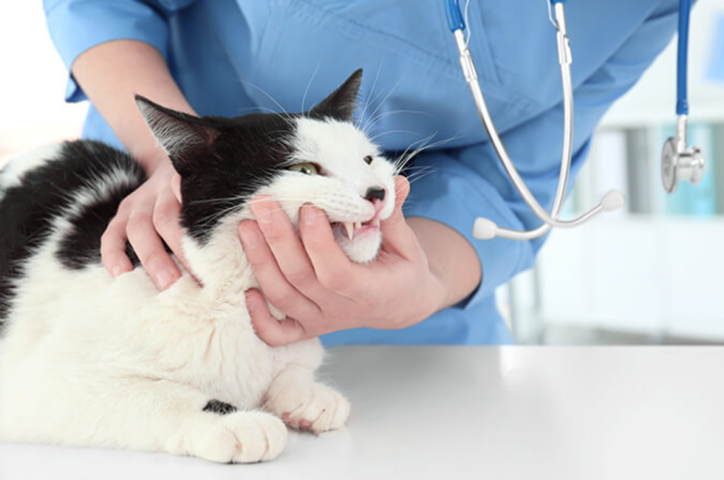 how much does it cost to get a cat fixed
