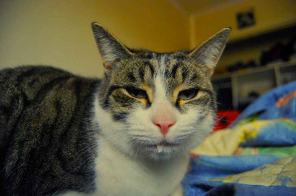 why is my cat drooling thick saliva