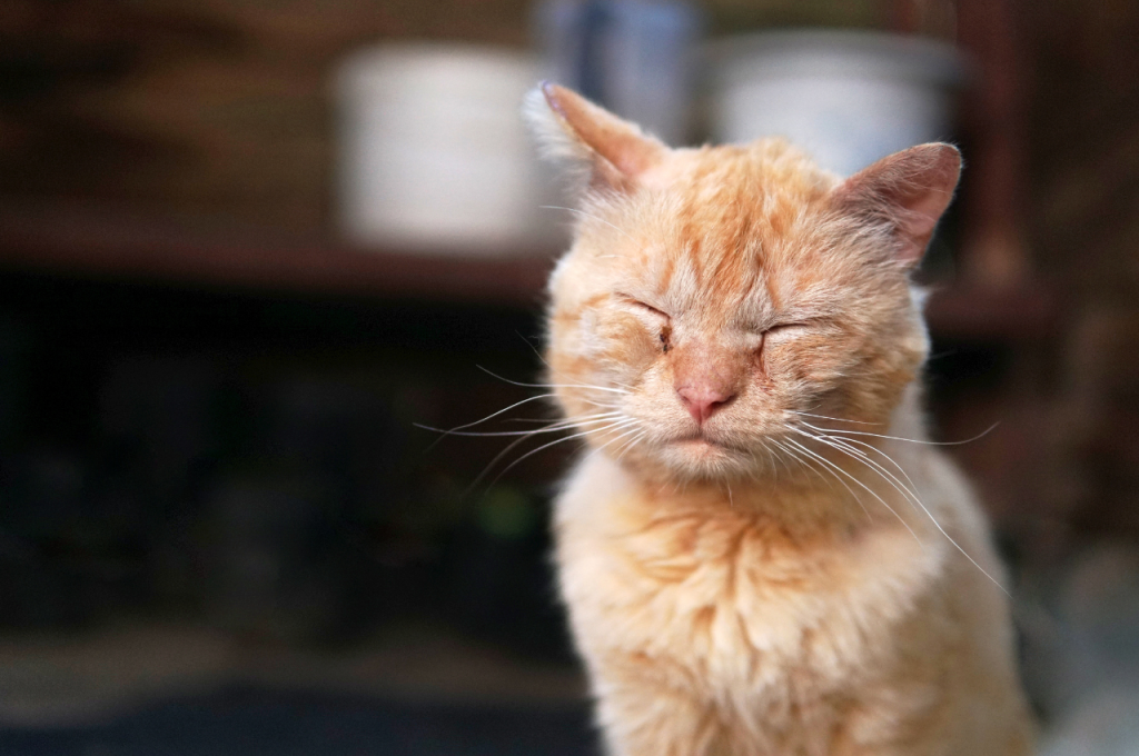 how to tell if your cat is sick