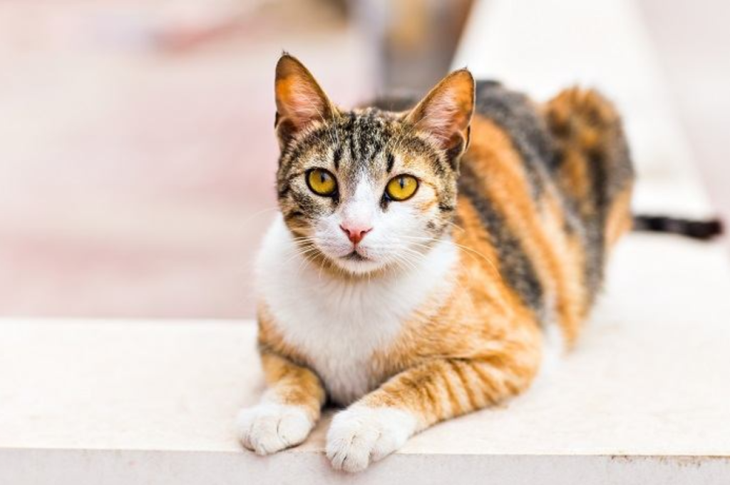 How do I teach my cat her name?