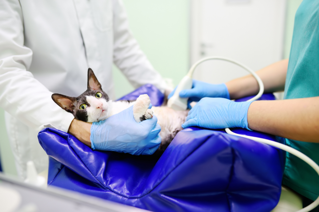 how can you tell if a cat is pregnant