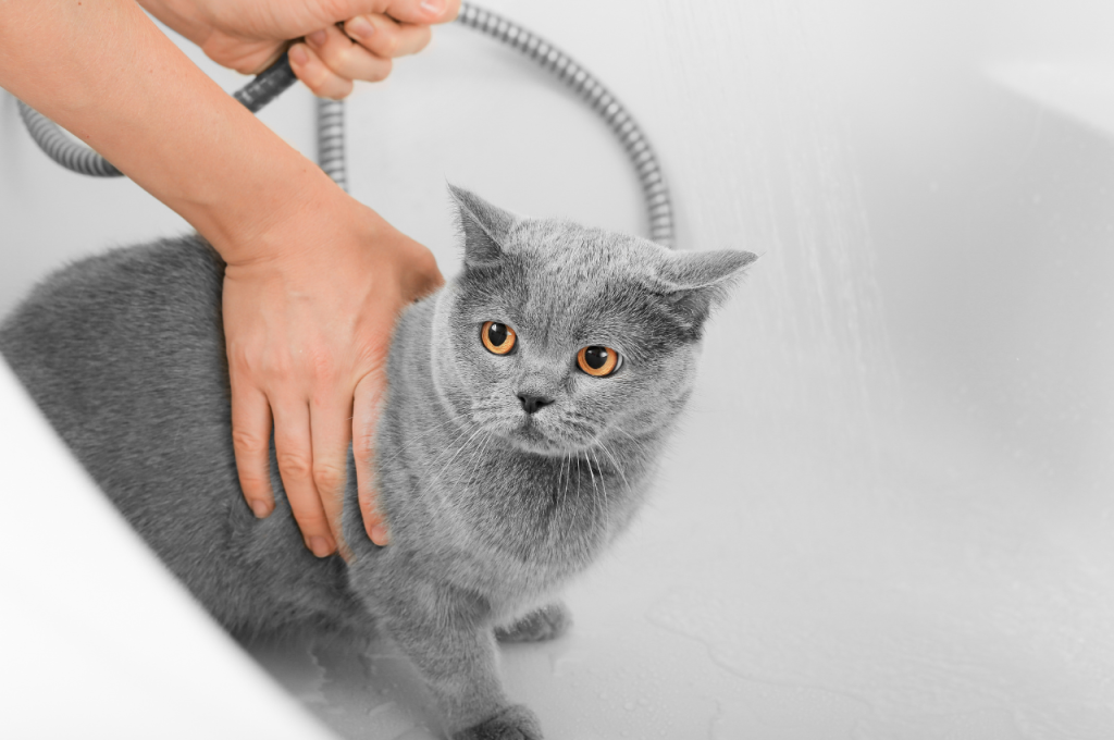 how often should you bathe a cat