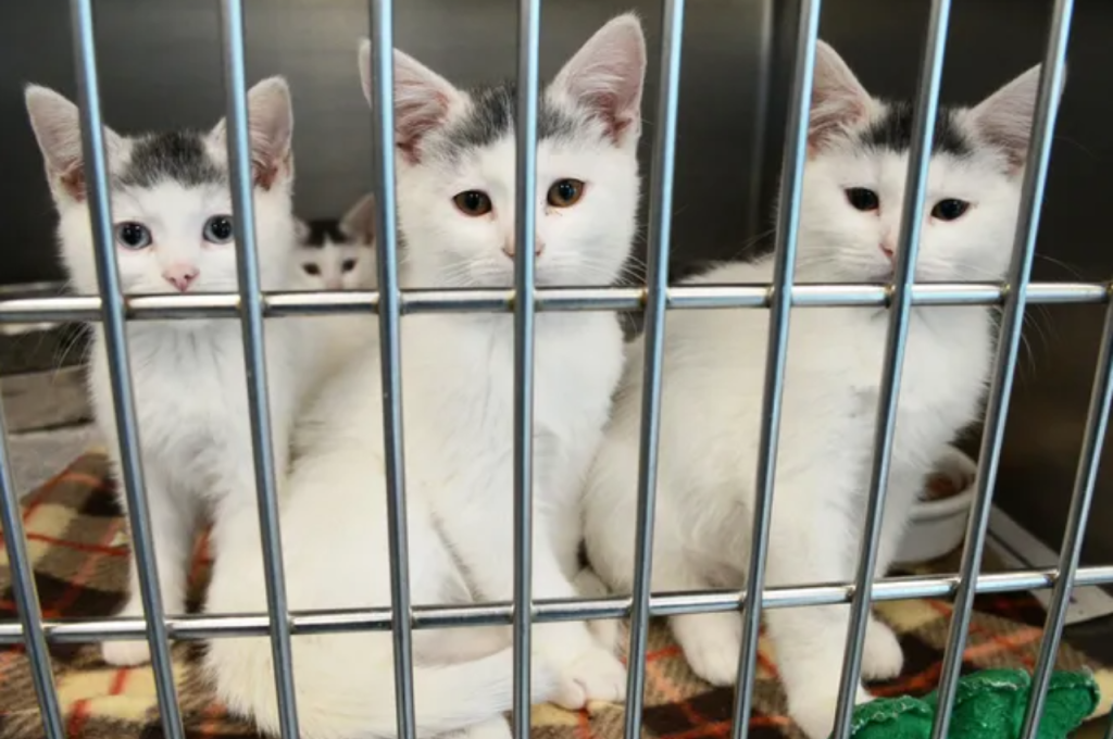 where can i adopt a cat