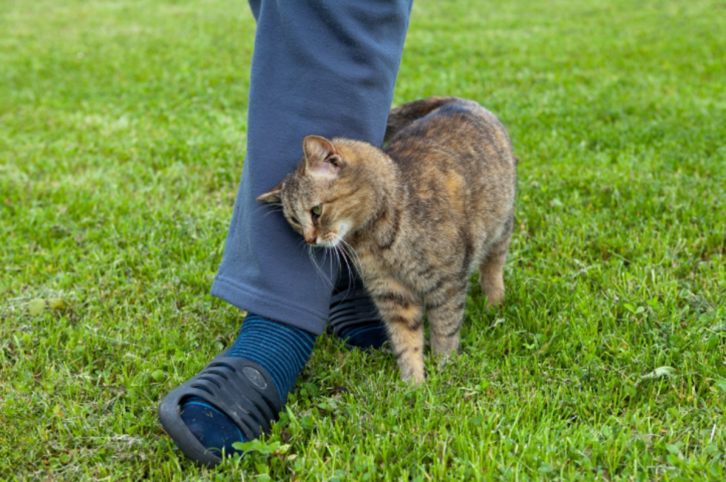 what does it mean when a cat rubs against you