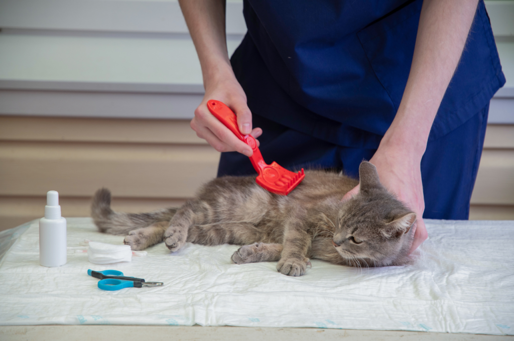 how to get rid of cat fleas