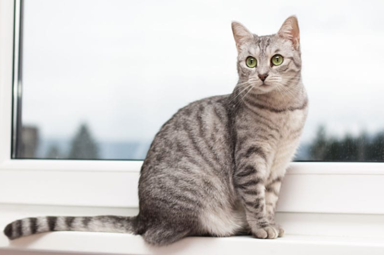 Can I rename my cat?