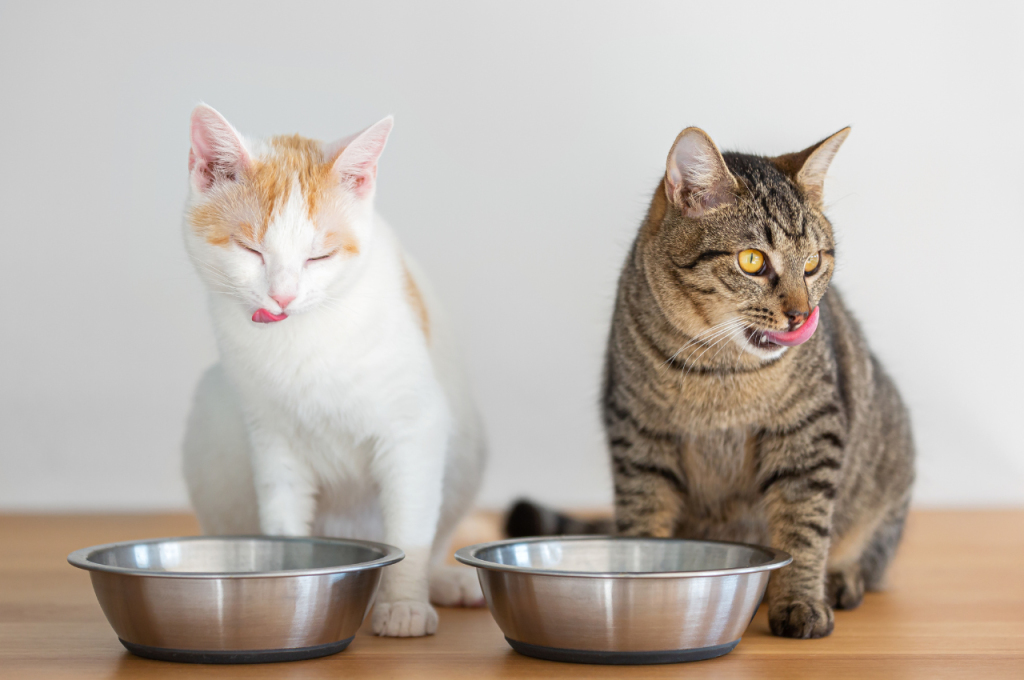 how to treat a sick cat without going to the vet