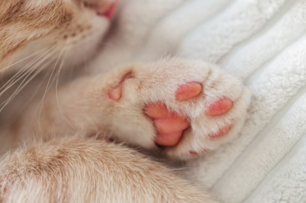 why is my cat limping