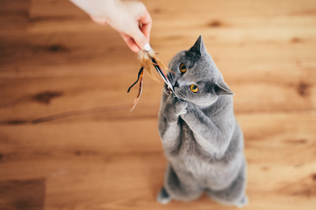 how to make a cat like you