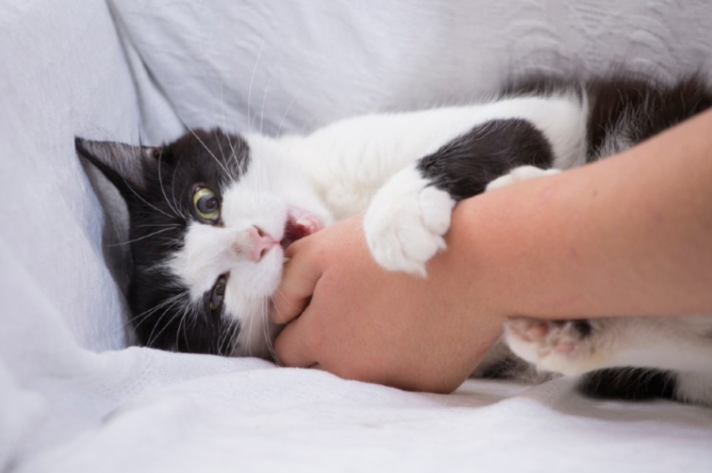 why does my cat nibble me