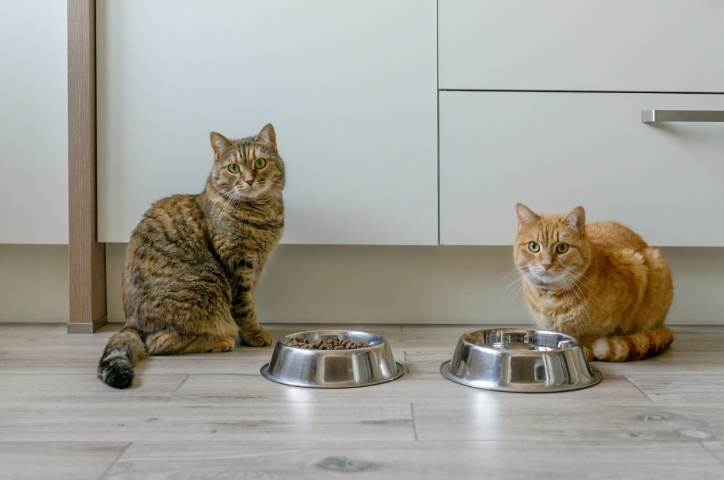 how much dry food should a cat eat a day