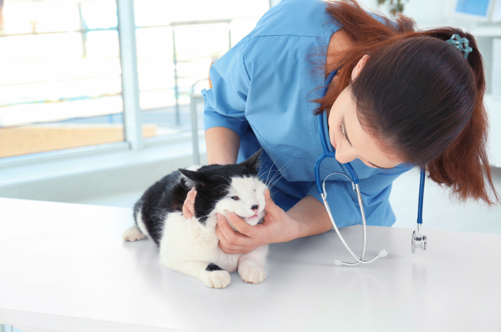 how to give a cat liquid medicine
