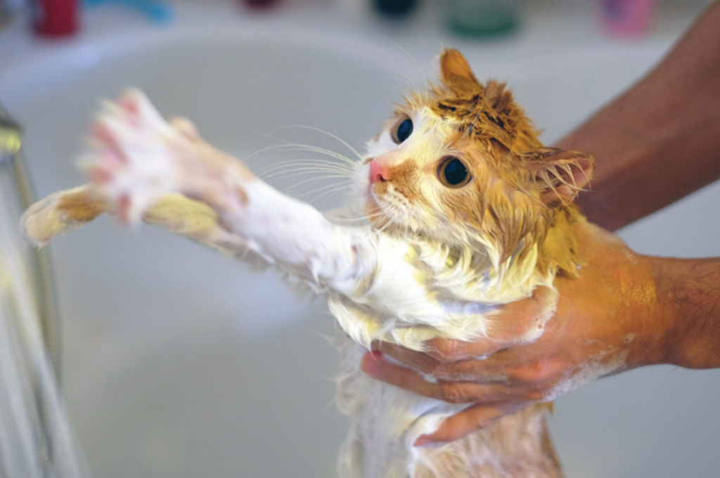Best way to bathe a cat
