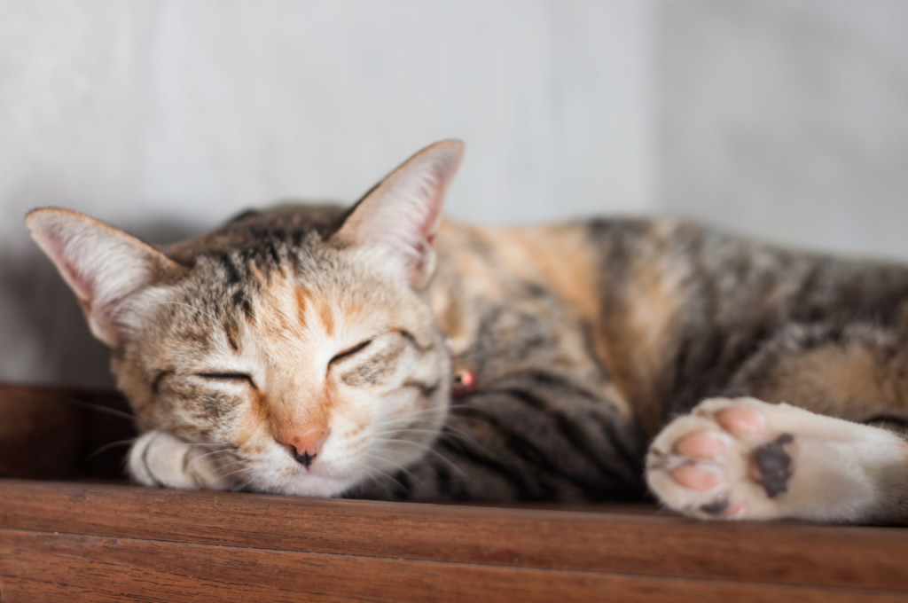 how to keep cat off counter