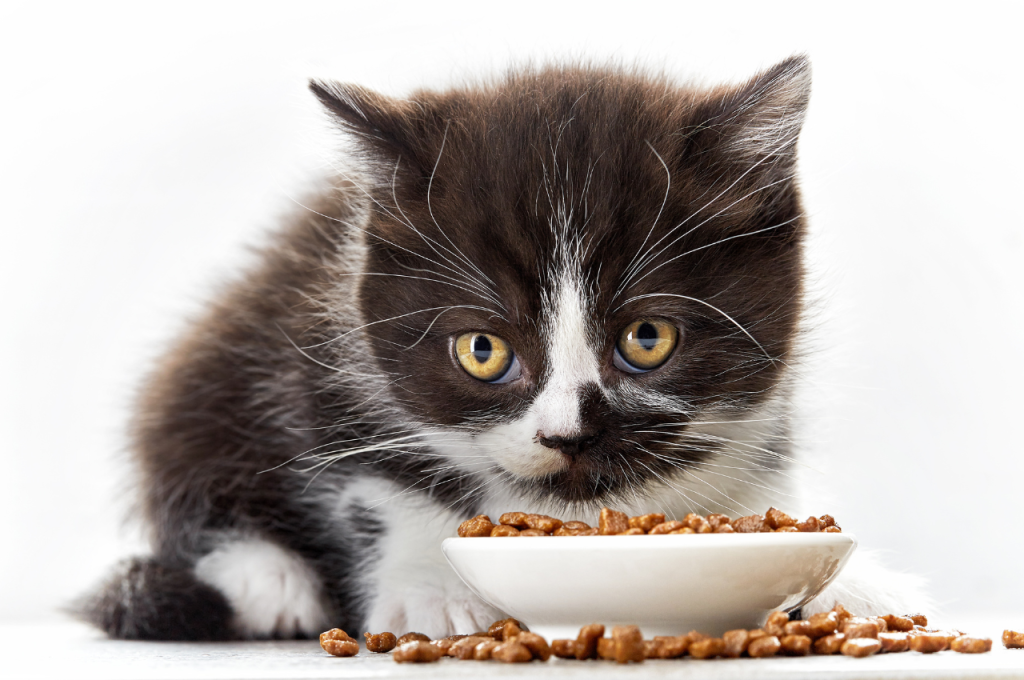 what are the top 5 healthiest cat foods?