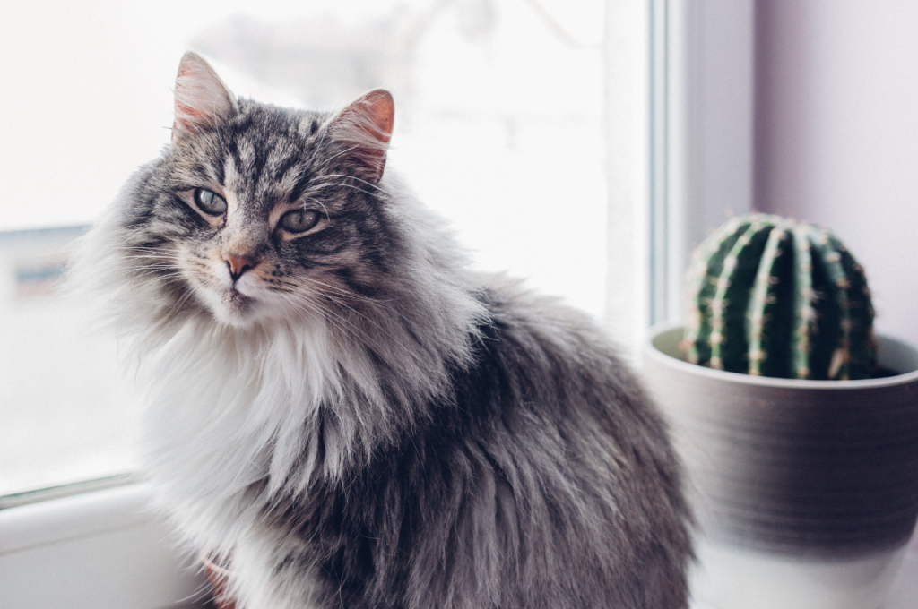 why do cat scratches itch