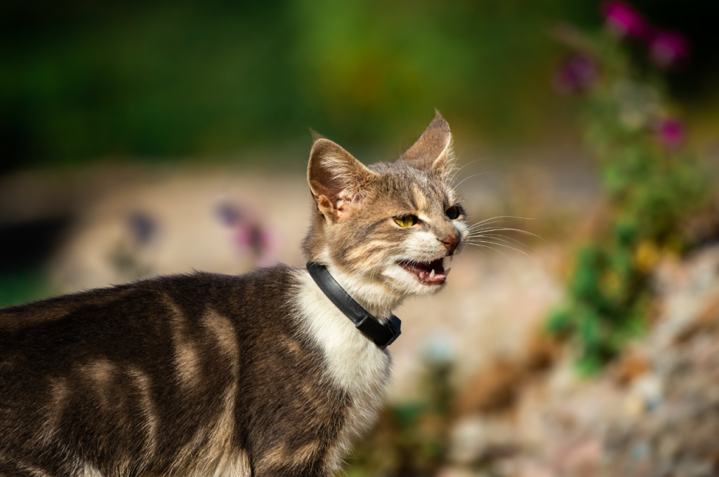 how to find lost cat