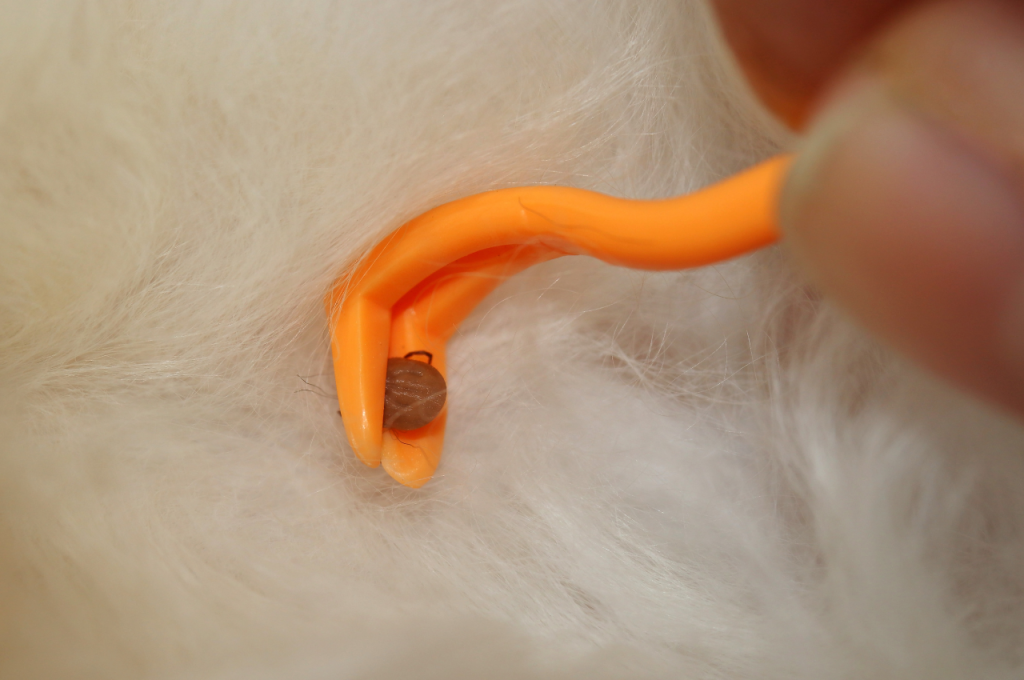 how to remove a tick from a cat