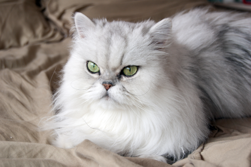 how to tell if a cat is in heat