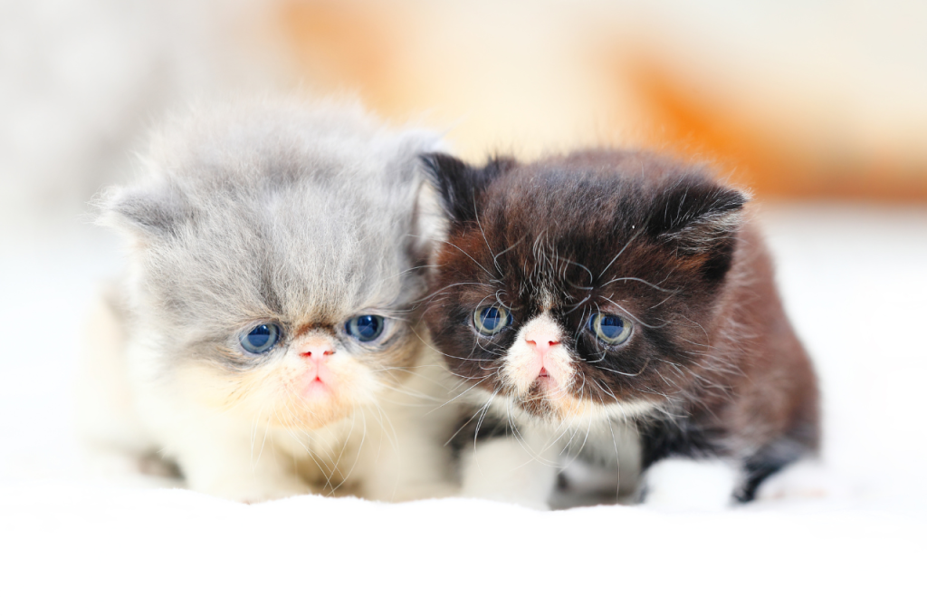 what type of cat is garfield