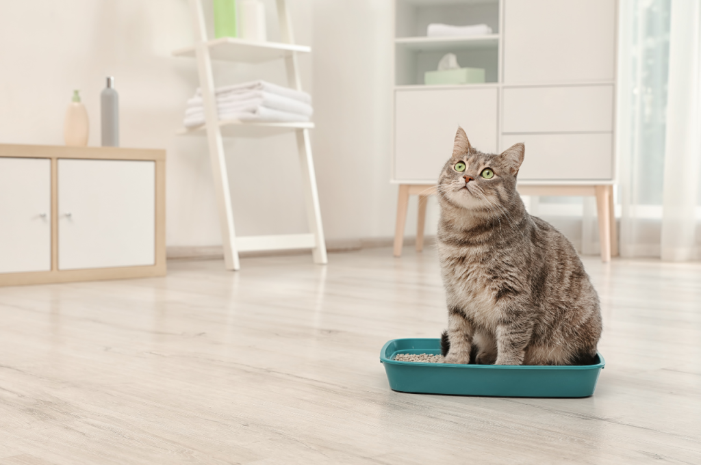 how to stop my cat from peeing on my bed