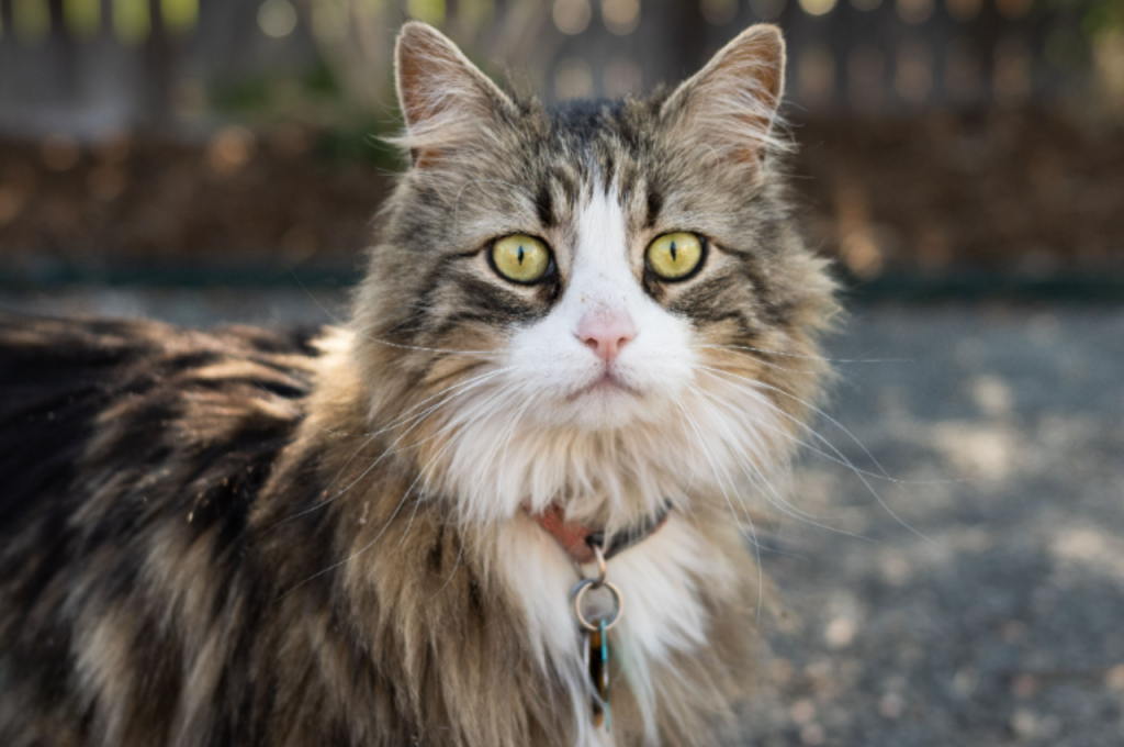 What is the coolest cat name?