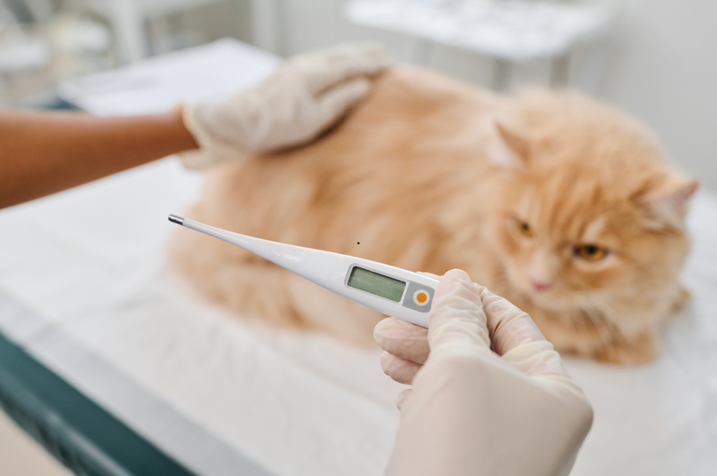 how to tell if cat has fever