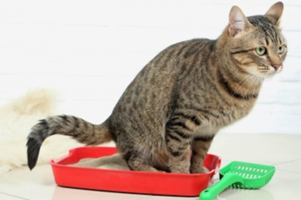 how to help a constipated cat