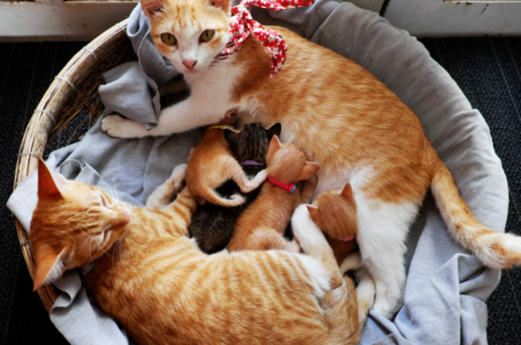 Can a cat have 3 parents?