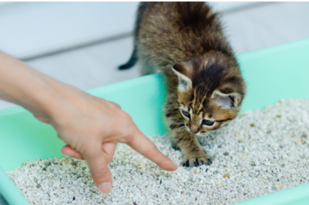 how to train a small cat