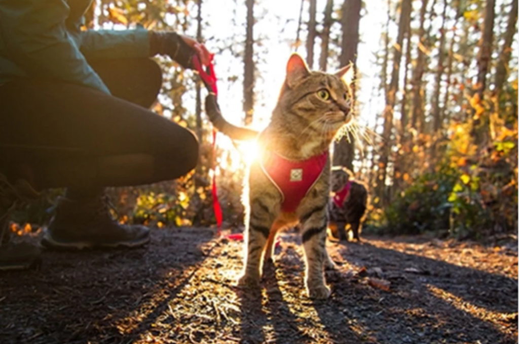 service cat training