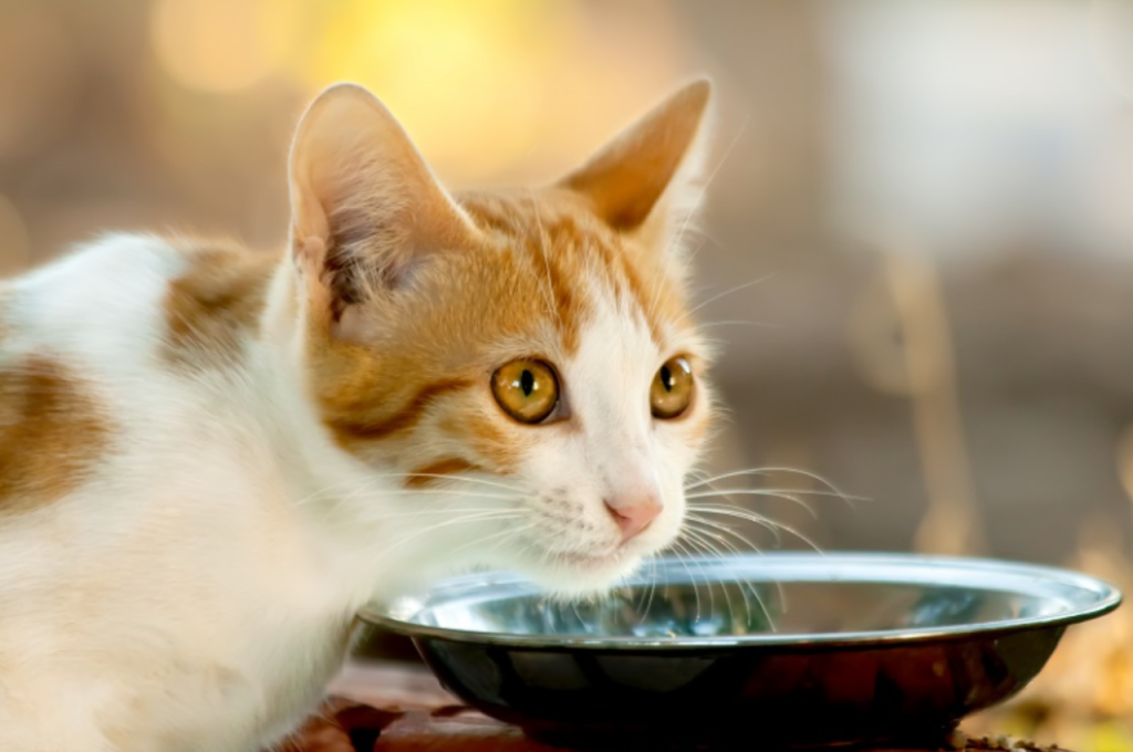 chewy cat food
