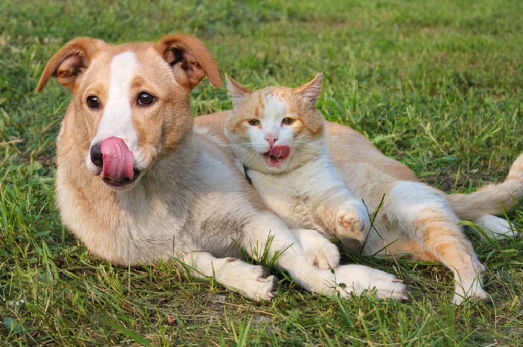 how to introduce a dog to a cat