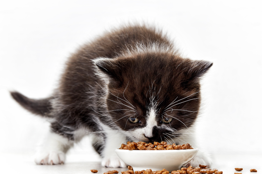 best dry cat food