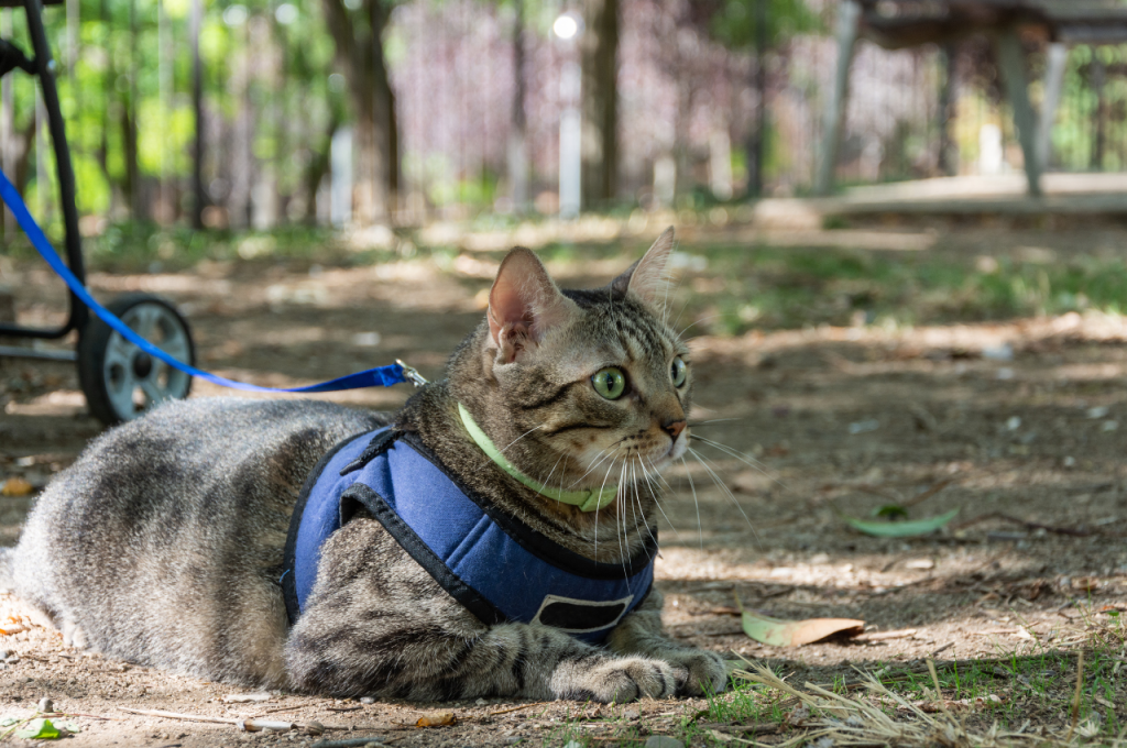 cat harness training